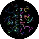 image chromosomes