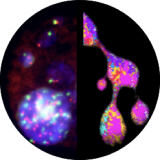 image chromosomes